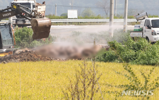 [강화=뉴시스] 전진환 기자 = 인천시 강화군 붙은면 소재 한 돼지농장에서 아프리카돼지열병(ASF)이 발생한 가운데 지난해 9월26일 오전 농장 인근 매립지에서 방역차량이 살처분된 돼지에 방역작업을 하고 있다. 2019.09.26.   amin2@newsis.com