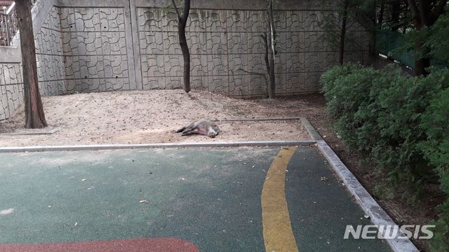 【용인=뉴시스】 이병희 기자= 사살된 멧돼지(사진=경기도소방재난본부 제공)