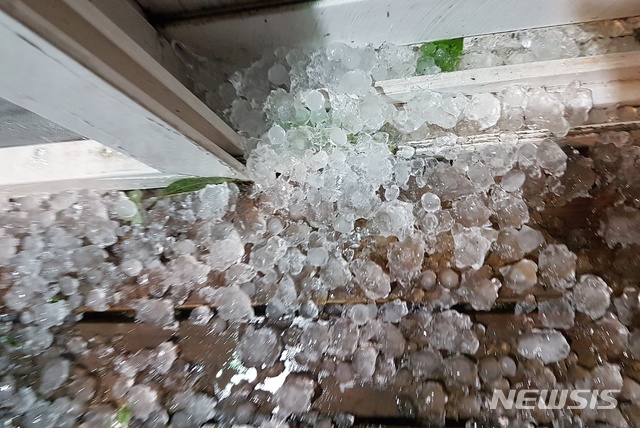 【제주=뉴시스】강경태 기자 = 지난달 30일 밤 제주시 구좌읍 세화리에 떨어진 우박. 2019.10.01. (사진=독자 정의준씨 제공)&nbsp; ktk2807@newsis.com 