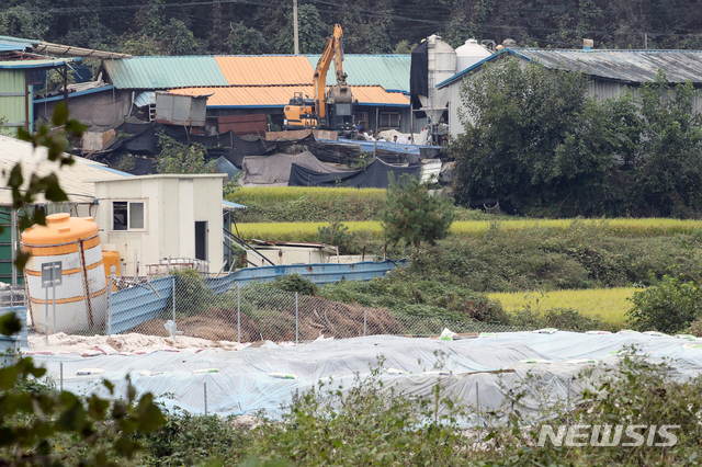 김포시, 모든 돼지 4만5763마리 매몰·수매 마무리