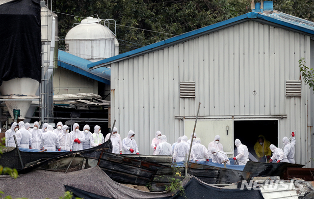 【파주=뉴시스】김병문 기자 = 국내 10번째 아프리카돼지열병(ASF)이 발병한 2일 오후 경기 파주 파평면의 ASF 확진 판정을 받은 돼지 사육 농가에서 방역당국 관계자들이 돼지 살처분을 위해 돼지를 구덩이에 밀어 넣고 있다. 2019.10.02.&nbsp; dadazon@newsis.com 