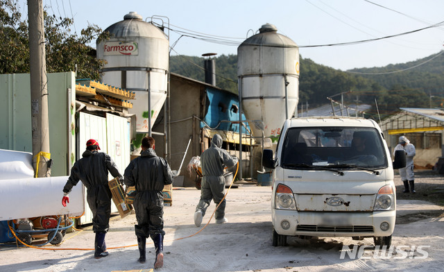 【파주=뉴시스】김선웅 기자 = 경기 북부지역에 아프리카돼지열병이 확산되는 가운데 4일 오후 경기 파주시의 한 양돈농가에서 관계자들이 분주히 움직이고 있다.&nbsp; 한편 농림축산식품부는 파주·김포 내에 있는 모든 돼지를 대사으로 예방적 살처분 및 도축을 진행할 예정이라고 밝혔다. 2019.10.04.&nbsp; mangusta@newsis.com