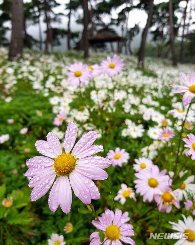 【정읍=뉴시스】우장호 기자 = 지난 5일 전북 정읍에 가을비를 머금은 구절초가 피어 있는 모습. 2019.10.05. woo1223@newsis.com