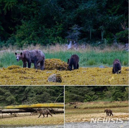 【서울=뉴시스】캐나다 브리티시 콜롬비아주에서 먹이를 먹지 못해 뼈가 앙상하게 드러난 회색곰 3마리가 발견돼 겨울잠을 앞두고 곰들의 주먹이가 되는 연어들이 강을 거슬러 오르는 일이 기록적으로 줄어든 때문이라는 지적과 함께 기후변화가 이런 현상을 불렀다는 비난이 커지고 있다. 사진작가 롤프 히커가 촬영한 비쩍 마른 3마리의 회색곰들 모습. <사진 출처 : 히커 페이스북> 2019.10.6