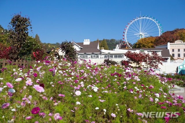  에버랜드 조이풀 위키드 가든의 코스모스.