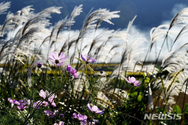 【남해=뉴시스】차용현 기자 = 맑고 화창한 가을 날씨가 이어지고 있는 10일 오후 경남 남해군 고현면 인근 들녘에는 억새풀 사이로 코스모스가 꽃망울을 터뜨려 가을의 정취를 더하고 있다. 2019.10.10. con@newsis.com