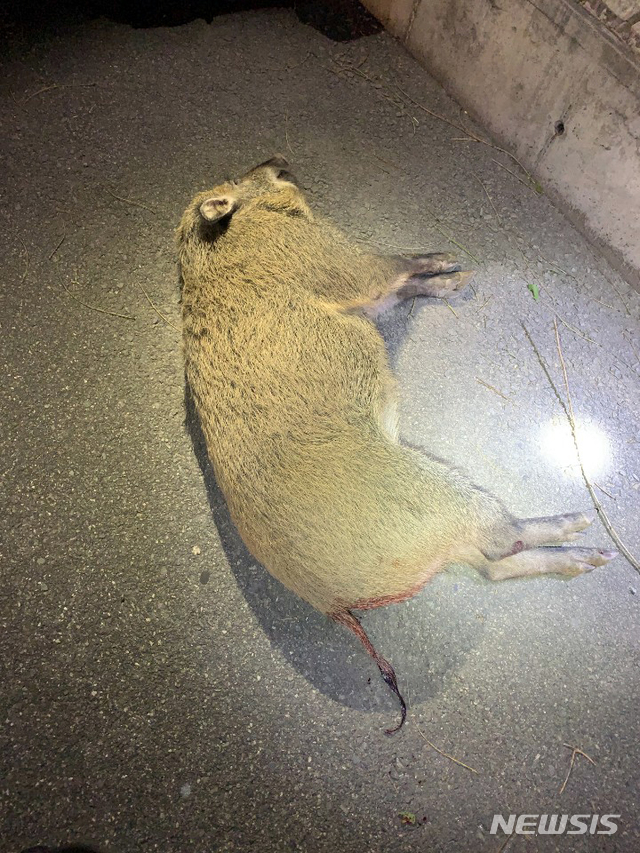 【부산=뉴시스】 지난 12일 오후 11시 2분께 경부고속도로 하행선 해운대나들목 인근 부산방향 1.9km 지점을 달리던 SM5 승용차가 갑자기 나타난 멧돼지 한 마리와 충돌하는 사고가 발생, 멧돼지는 현장에 죽었다. 2019.10.13. (사진=부산경찰청 제공) photo@newsis.com 