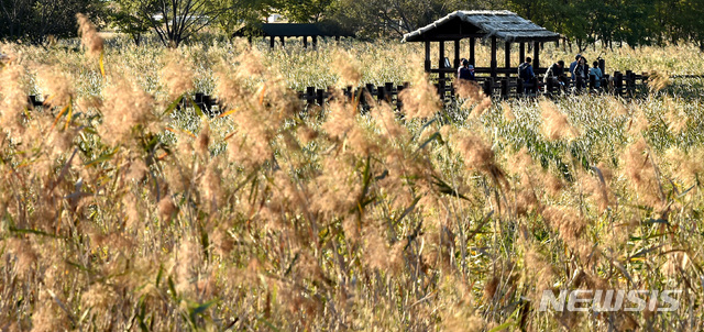 【안산=뉴시스】 김종택 기자 = 휴일인 13일 오후 경기도 안산시 상록구 안산갈대습지공원을 찾은 시민들이 산책로를 걸으며 깊어져 가는 가을 정취를 만끽하고 있다. 2019.10.13.semail3778@naver.com