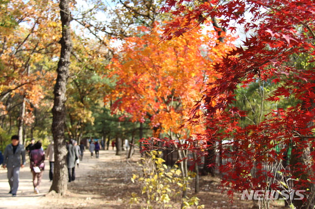 【서울=뉴시스】 이수지 기자= 문화재청 궁능유적본부는 15일 가을 정취를 만끽하도록 4대궁, 종묘, 조선왕릉의 단풍 시기를 안내했다. 4대궁과 종묘의 단풍 시기는 20일을 전후로 시작돼 11월 초순까지 즐길 수 있다. 조선왕릉 단풍은 23일을 전후로 물들기 시작할 것으로 예상된다. 서오릉. (사진=문화재청 제공) 2019.10.15. suejeeq@newsis.com
