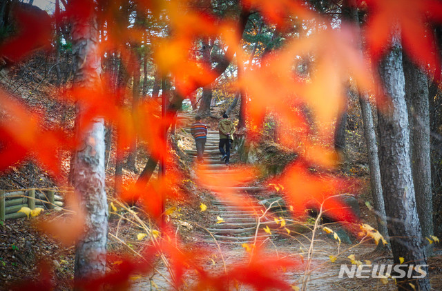 【서울=뉴시스】 이수지 기자= 문화재청 궁능유적본부는 15일 가을 정취를 만끽하도록 4대궁, 종묘, 조선왕릉의 단풍 시기를 안내했다. 4대궁과 종묘의 단풍 시기는 20일을 전후로 시작돼 11월 초순까지 즐길 수 있다. 조선왕릉 단풍은 23일을 전후로 물들기 시작할 것으로 예상된다. 정릉. (사진=문화재청 제공) 2019.10.15. suejeeq@newsis.com