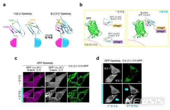 【서울=뉴시스】청색광에 의해 시공간적으로 활성화되는 GFP Optobody. 연구진은 GFP 나노바디를 견본으로 Optobody기술의 토대를 만들었다 (그림 2a). 빛을 주기 전에 GFP 단백질과 결합을 전혀 보이지 않던 GFP Optobody가 청색광에 의해서 활성화되면서 미토콘드리아에 위치한 GFP 단백질을 인지하여 결합하는 것을 확인하였다 (그림 2b,c). 또한 청색광을 특정 타이밍에 원하는 세포에 조사하였을 때, 특정 세포 내에서만 GFP Optobody 의 활성이 유도됨을 관찰하였다 (그림 2d). 세계 최초로 항체 조각의 활성의 시공간적 조절을 가능하게 한 것이다. (그림/기초과학연구원 제공) photo@newsis.com
