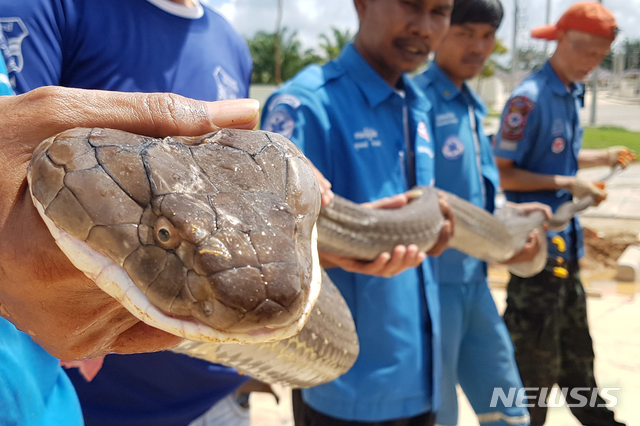 【끄라비(태국)=AP/뉴시스】13일(현지시간) 태국 유명 휴양지 끄라비에서 끄라비 피탁프라차 재단 소속 구조대원들이 길이 4m, 무게 15kg의 킹코브라를 들고 있다.마을에 킹코브라가 어슬렁거린다는 신고를 받고 출동한 구조대는 주민들을 두려움에 떨게 했던 킹코브라를 포획해 야생으로 돌려보냈다고 밝혔다. 2019.10.15. 