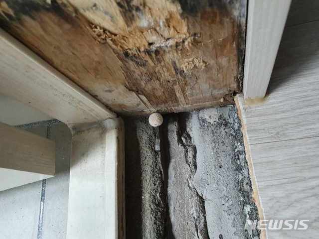 【진주=뉴시스】 새아파트 욕실에서 버섯이 자라요.