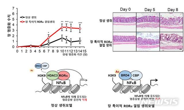 【서울=뉴시스】장 내에서의 RORa 생리적 기전 규명. 장내 염증반응을 유도하였을 때, RORa는 염증반응에 중요한 역할을 담당하는 NFκB의 전사조절 기전을 억제함으로써 장내 염증반응을 제어하고, 그 결과 장내 세포/조직의 상처부위 회복을 조절할 수 있음을 확인했다. (그림/ 백성희 서울대 교수, 황성순 연세대 교수, 박대찬 아주대 교수 연구팀 제공) photo@newsis.com