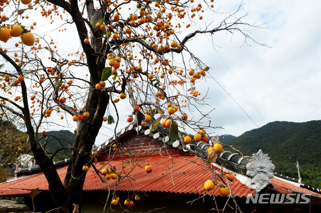【남해=뉴시스】차용현 기자 = 가을이 깊어가는 17일 오후 경남 남해군 삼동면 내산마을 한 시골집에서 담장너머로 가지를 늘어뜨린 감나무에 주렁주렁 매달린 감이 익어가고 있다. 2019.10.17. con@newsis.com