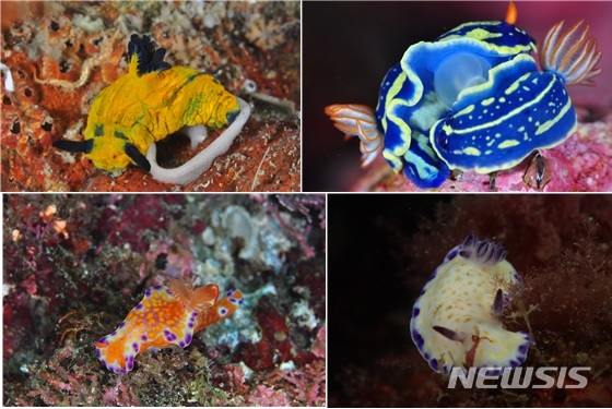 【세종=뉴시스】미지의 생물인 갯민숭달팽이들. 초록능선갯민숭이와 파랑갯민숭달팽이, 점점갯민숭달팽이, 긴꼬리갯민숭이(사진 왼쪽부터 시계방향). 2019.10.21. (사진=국립생물자원관 제공)