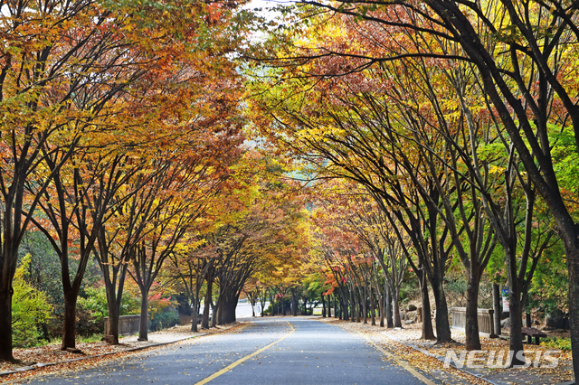 [대구=뉴시스]김정화 기자 = 대구 팔공산 단풍. (사진 = 뉴시스 DB). 2019.10.21. photo@newsis.com