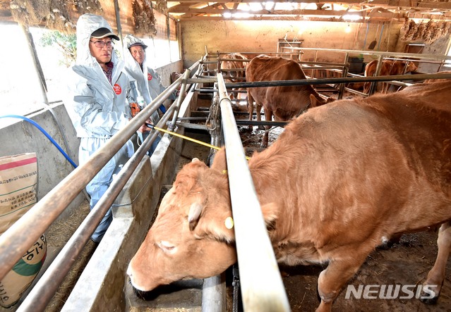 【용인=뉴시스】 김종택 기자 = 경기도의 한 소 축사. 2019.10.21. semail3778@naver.com