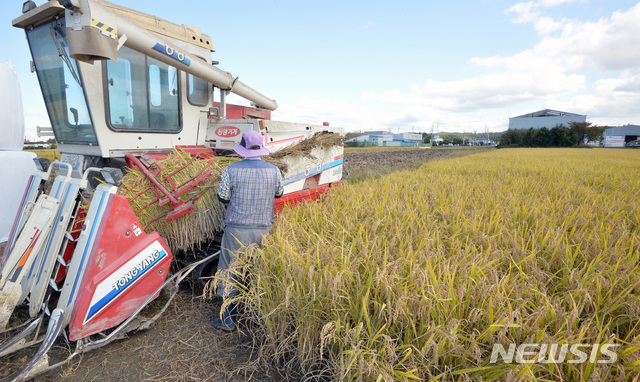 【영천=뉴시스】이무열 기자 = 벼가 누렇게 익어 황금색으로 물든 21일 오후 경북 영천시 금노동 인근 들녘에서 한 농민이 콤바인으로 벼를 수확하고 있다. 2019.10.21.&nbsp; lmy@newsis.com