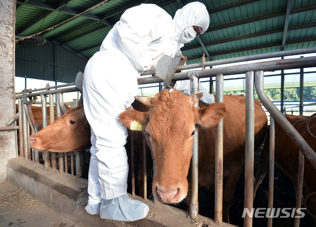 [안동=뉴시스] 소에게 백신을 접종하고 있는 공수의. (사진=뉴시스 DB) 2021.04.18