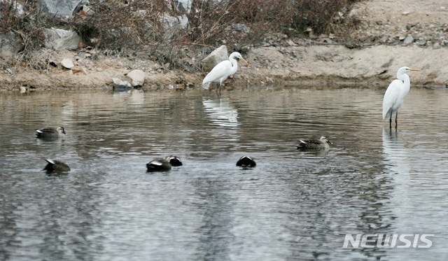 【청주=뉴시스】야생조류. (사진=뉴시스 DB) photo@newsis.com