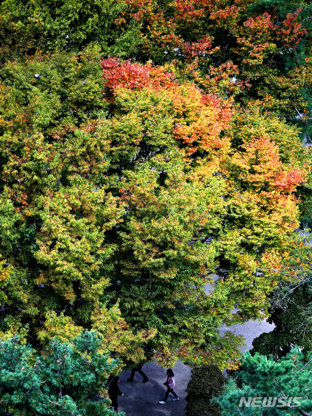 【서울=뉴시스】박미소 기자 = 단풍이 곱게 물들어 간다는 절기상 상강인 24일 오전 서울 중구 덕수궁에 단풍이 물들어 있다.2019.10.24. misocamera@newsis.com