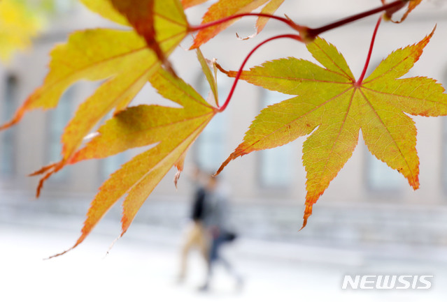 【서울=뉴시스】박미소 기자 = 단풍이 곱게 물들어 간다는 절기상 상강인 24일 서울 중구 서울시립미술관에서 단풍이 물들고 있다. 2019.10.24. misocamera@newsis.com