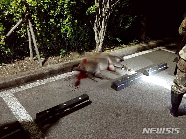 【부산=뉴시스】 무게 100㎏ 이상으로 추정되는 대형 멧돼지 한 마리가 25일 오전 1시 40분께 부산 금정구 서동의 한 병원 인근에 출몰, 경찰이 쏜 권총 실탄과 엽총 등을 맞고 사살됐다. 2019.10.25. (사진=부산경찰청 제공)photo@newsis.com 