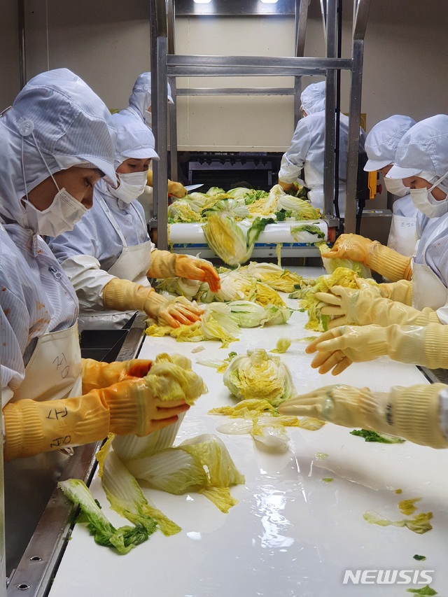 【서울=뉴시스】아워홈 제천김치공장에서 씻어져 나온 배추를 직원들이 이물질 여부와 배추 상태 등을 체크하고 있다.