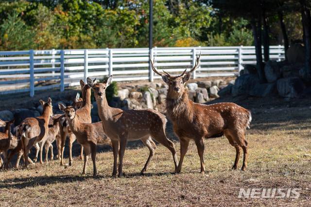 【서울=뉴시스】켄싱턴리조트 설악밸리 '사슴농장'
