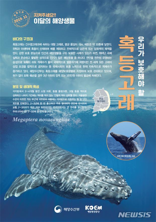 【서울=뉴시스】 해수부, 11월의 해양생물로 '혹등고래' 선정