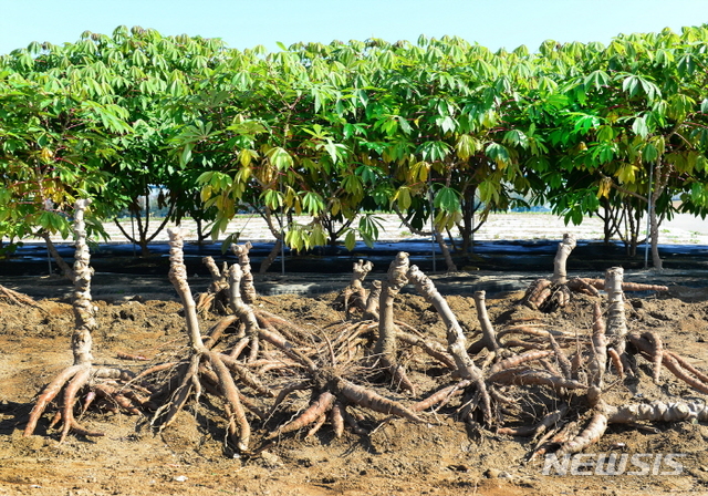 카사바 덩이뿌리(앞쪽)와 지상부