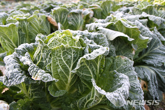 아침 춥고 오후에 기온 올라…일교차 큰 날씨 