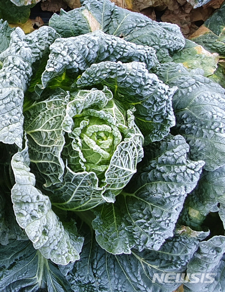 【화천=뉴시스】한윤식 기자 = 입동(立冬) 절기인 8일 오전 강원 화천 농촌마을 김장 채소밭에 다가오는 겨울을 알리듯 서리가 하얗게 내려 있다.2019.11.08.&nbsp;&nbsp; ysh@newsis.com 