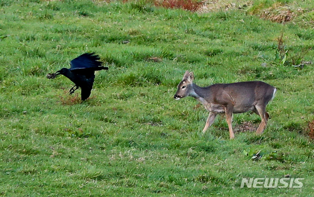 [제주=뉴시스] 제주시 용강동에서 한라산 터줏대감인 큰부리까마귀와 노루가 신경전을 벌이고 있다. (사진=뉴시스 DB). photo@newsis.com 