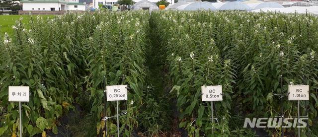 [나주=뉴시스]= 국산 참깨 재배 시범포. (사진=뉴시스DB)