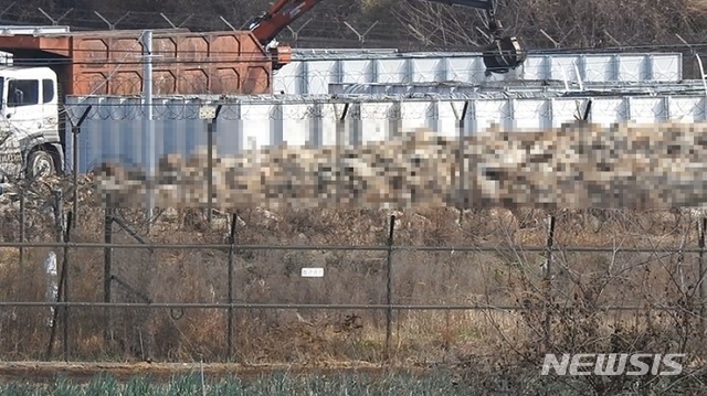 【연천=뉴시스】이경환 기자 = 지난 11일 오후 경기 연천군 중면 마거리 민통선 내 임진강 상류 마거천 주변에 마련된 살처분 돼지 매몰지에 돼지 수만마리가 산더미 처럼 쌓여 있다. 2019.11.12. (사진=연천임진강시민네트워크 제공)&nbsp; lkh@newsis.com 