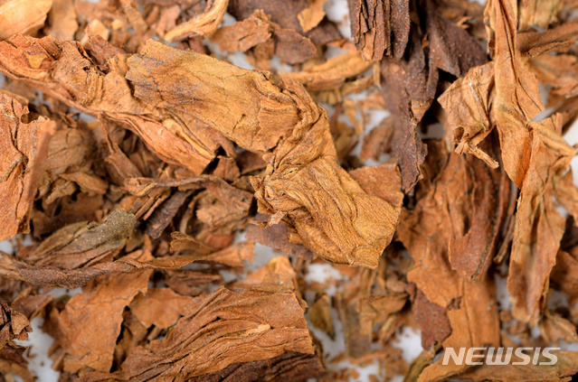 【서울=뉴시스】(사진=유토이미지) 담뱃잎