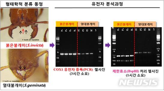 [세종=뉴시스]CAPS 마커를 활용한 붉은불개미 유전자 분석 진단법(사진=농림축산식품부)