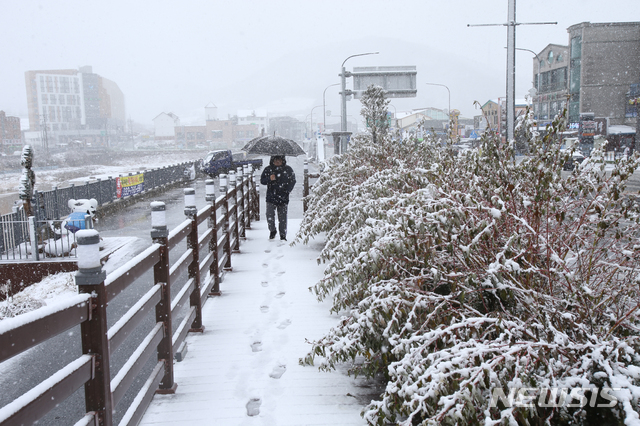 [평창=뉴시스] 김경목 기자 = 강원도 중북부 산간에 대설주의보가 발효 중인 지난달 25일 오전 강원도 평창군 대관령면에 함박눈이 펑펑 내리고 있다. 2019.11.25. photo31＠newsis.com