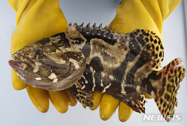 [홍성=뉴시스]대왕범바리