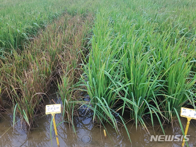 [홍성=뉴시스]내염성 시험중인 다보 품종