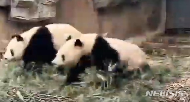 [서울=뉴시스] 9일 중국 쓰촨성 판다기지에서 규모 4.6의 지진을 감지한 판다들이 인근 나무를 향해 뛰어가고 있다. <사진출처: 쓰촨르바오 웨이보 캡쳐> 2019.12.10 