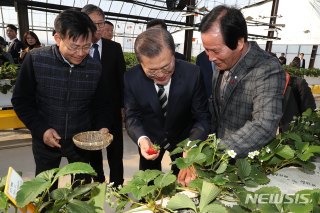 [완주=뉴시스]박영태 기자 = 문재인 대통령이 12일 오전 전북 완주군 국립원예특작과학원에서 딸기를 직접 따면서 딸기 쿨링하우스 시연을 청취하고 있다. 2019.12.12.since1999@newsis.com