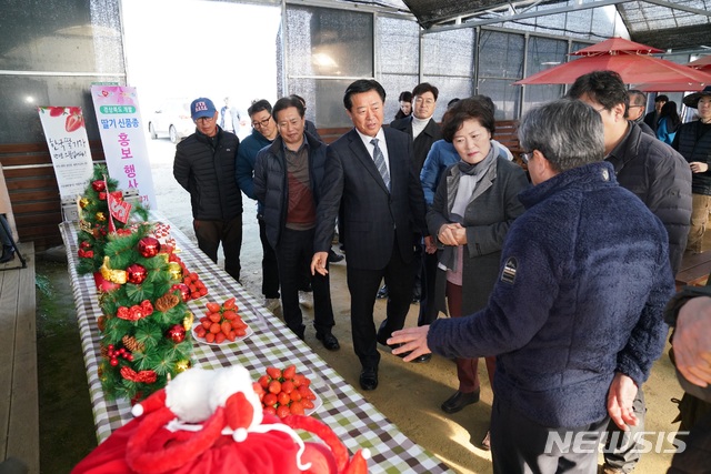 [안동=뉴시스] 16일 상주시 청리면의 한 농가에서 딸기 신품종 현장평가회가 열리고 있다. (사진=경북도 제공) 2019.12.16