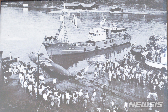 [울산=뉴시스]대형 고래 해체작업이 진행되고 있는 울산 남구 장생포항 일대 옛 풍경. (사진=추소식씨 제공) photo@newsis.com