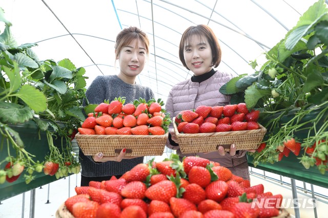 [서울=뉴시스]  국산 딸기 외국에서 인기. (사진=농촌진흥청 제공) 2019.12.23. photo@newsis.com