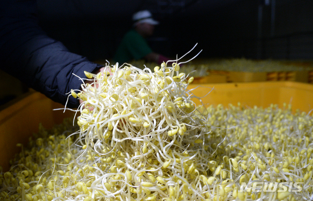 [전주=뉴시스] 김얼 기자= 19일 전북 전주시 전주콩나물 영농조합에서 양갑영 조합장이 콩나물의 상태를 확인하고 있다. 2019.12.19.&nbsp; pmkeul@newsis.com