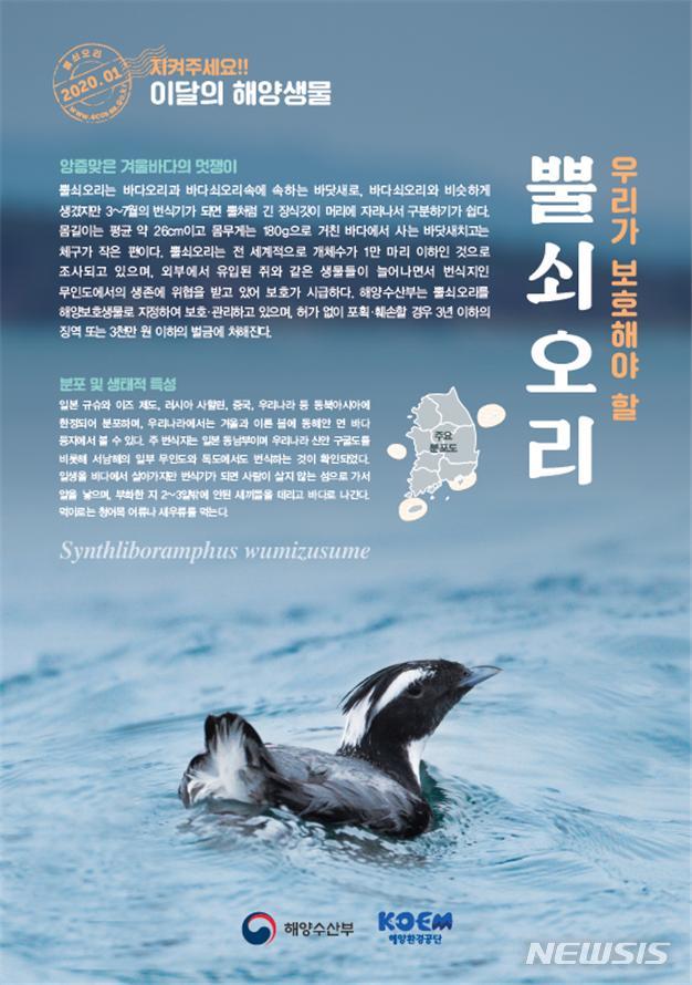 고양이 vs 천연기념물…마라도에 뿔쇠오리 4마리 사체 