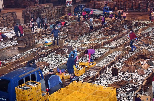 [부산=뉴시스] 하경민 기자 = '2020년 초매식'이 열린 2일 오전 부산 서구 부산공동어시장에서 어민들이 경매가 끝난 수산물을 옮기고 있다. 올해 부산공동어시장 위판목표를 15만t(2500억원)이다. 2020.01.02. yulnetphoto@newsis.com